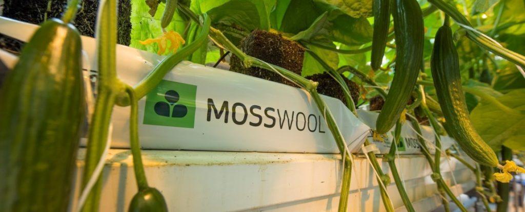 Mosswool: Renewable and compostable sphagnum moss to replace stone wool