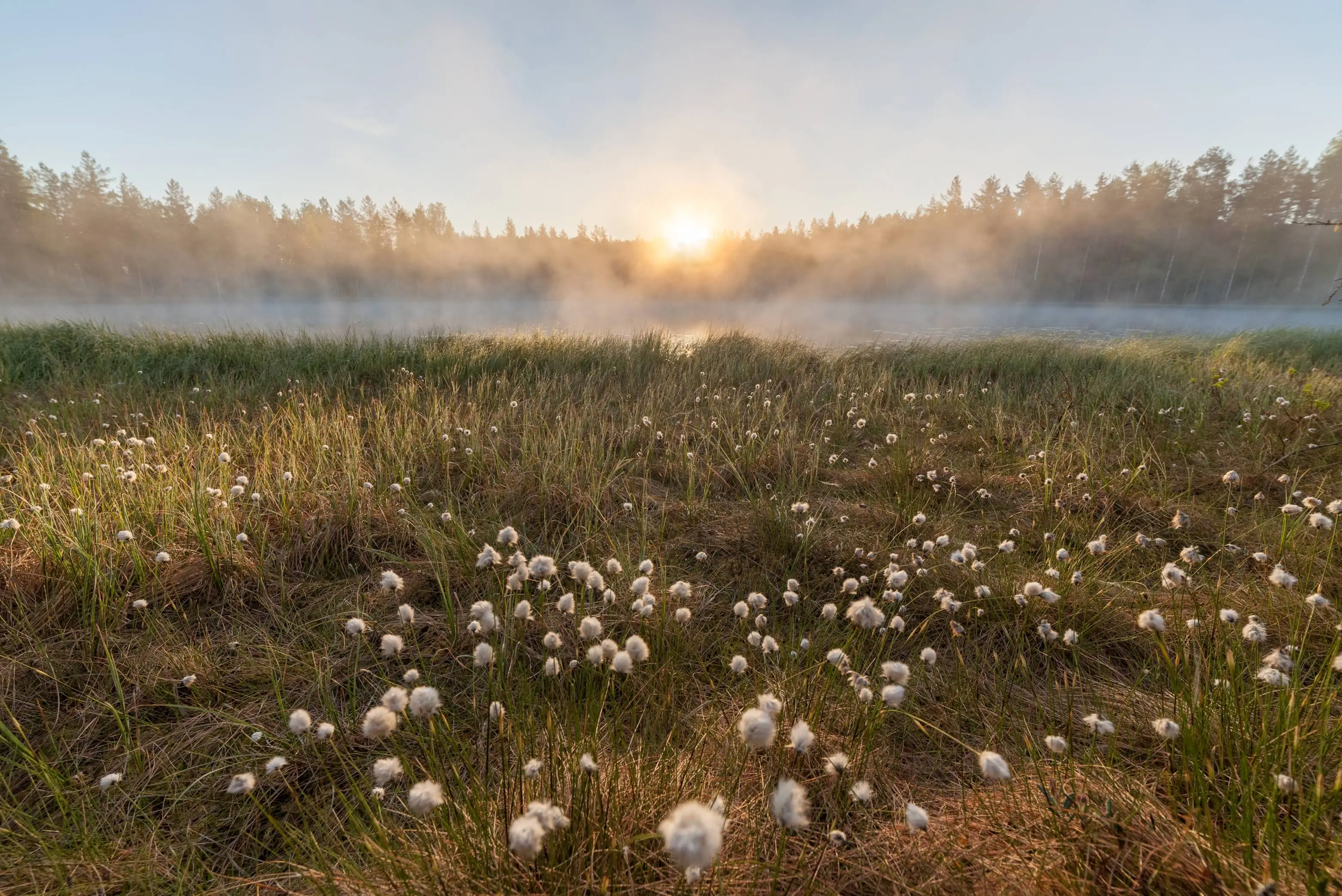 LIFE Lit4Nature: Stronger biodiversity and ecosystem recovery across Lithuania